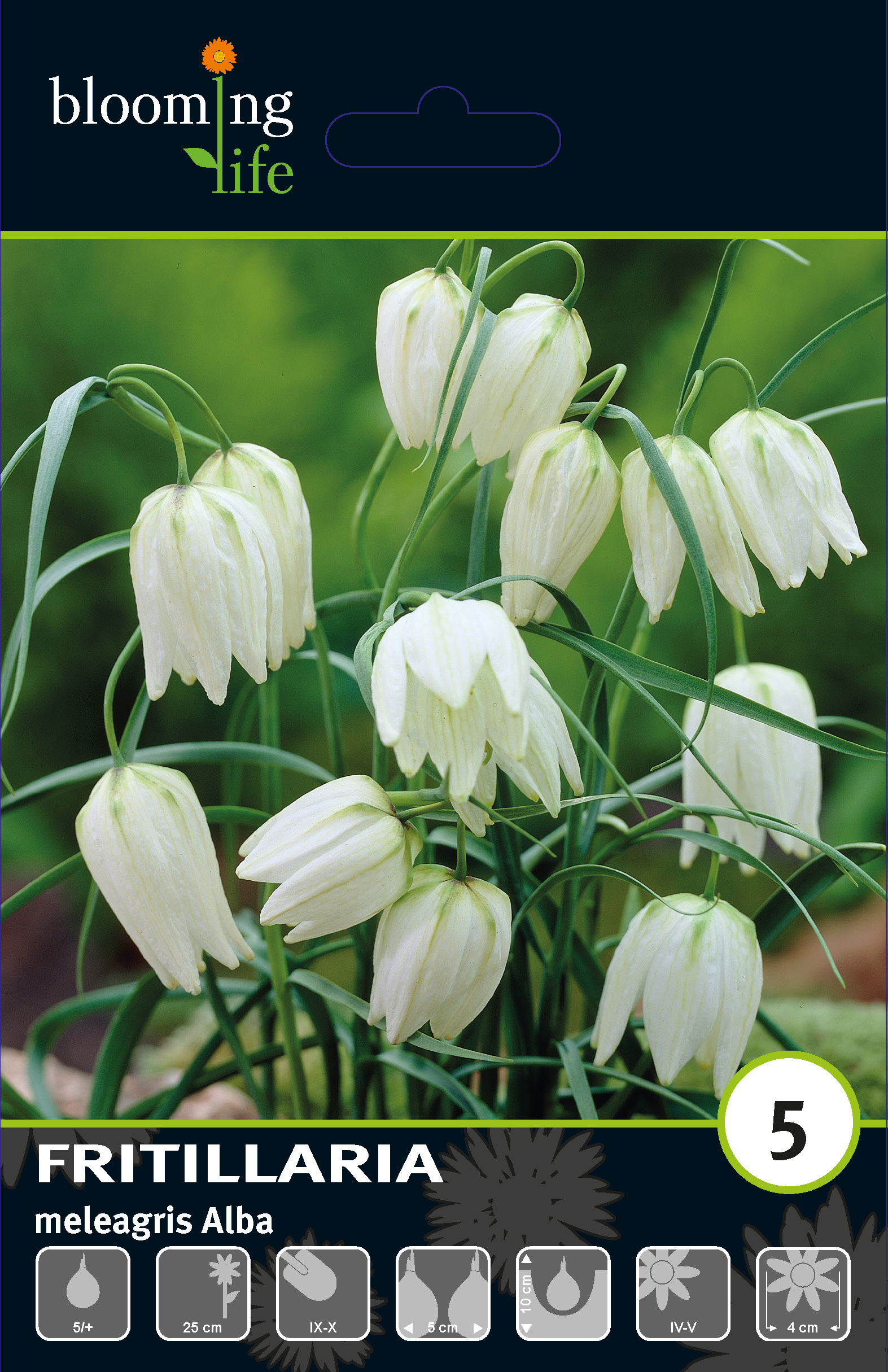 Рябчик шахматный Альба